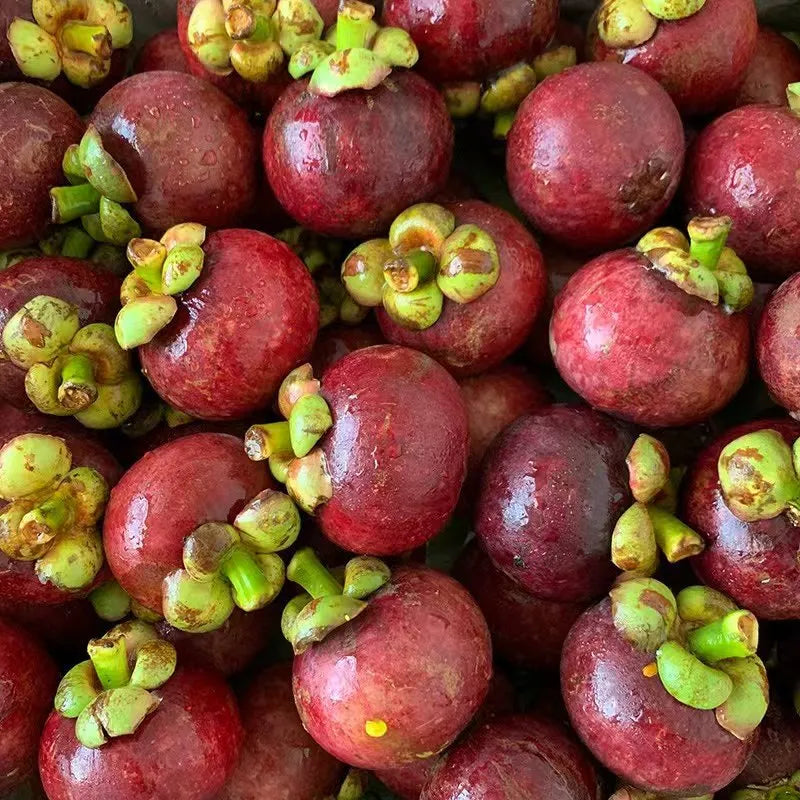 ✨mangosteen seeds – high yield, sweet and juicy flesh! ✨🔥buy 1 get 1 free🔥