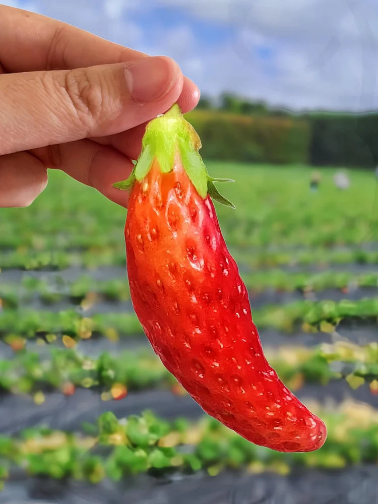 🍌🍓 banana-strawberry seeds – the sweet tropical flavor in your garden 🌿🌟 free organic pot mix 100 grams