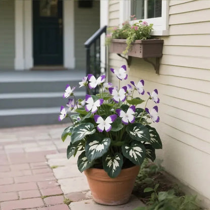 ✨EASY-TO-GROW SEEDS — BUTTERFLY BLOOMS FOR A LIVING GARDEN