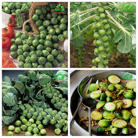 🏆✨ 50% Off for a Limited Time🔥MINI CABBAGE SEEDS🔥BUY 1 GET 1 FREE! 🔥