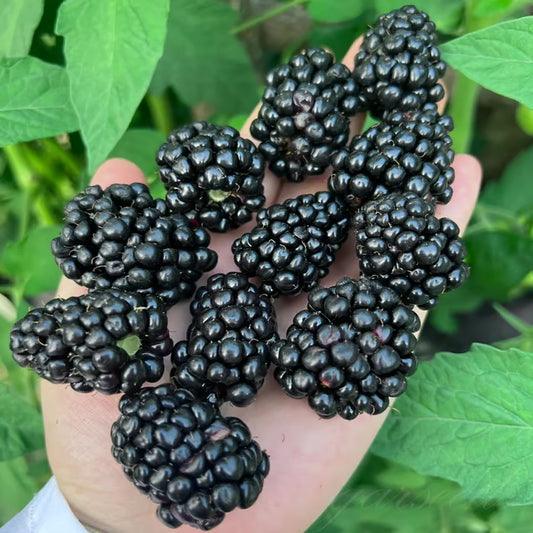 🍇Sweet Blackberry Seeds- a delicious and convenient new choice🍇🔥Buy 1 Get 1 Free🔥