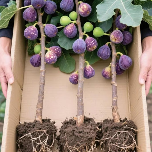 🏆 New Harvest🌿Brown Turkey Fig Seeds –High Yield & Easy to Grow (Container Friendly & 99% Germination)🌱BUY 1 GET 1 FREE! 🌱