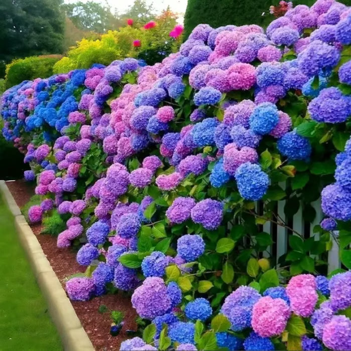 🌈mix hydrangea seeds - beautiful and hardy perennial flowers for your garden🔥buy 1 get 1 free! 🔥🌱🌺