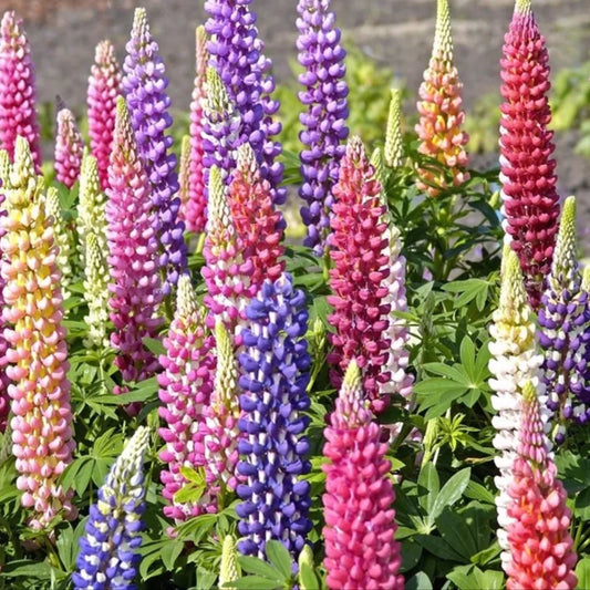 🔥Last Day 49% OFF💝🌸🌸Premium Lupine Flower Seeds（High Yield）100 Grams Organic Pot Mix Free🌸🌸💝