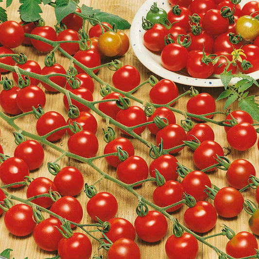 🎉Limited Time Offer 🍅Waterfall Tomato Seeds（High Yield）100 Grams Organic Pot Mix Free