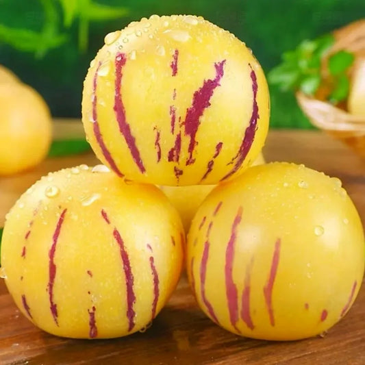 🌿✨Ginseng fruit seeds: Discover the power of nature in your garden! 🔥Free 100 grams Organic Pot mix🔥