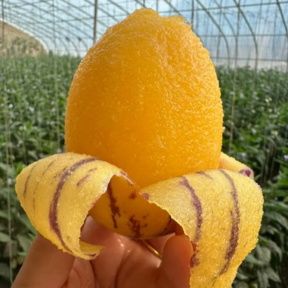 🌿✨Ginseng fruit seeds: Discover the power of nature in your garden! 🔥Free 100 grams Organic Pot mix🔥