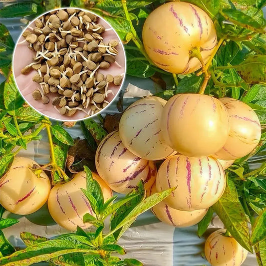 🌿✨Ginseng fruit seeds: Discover the power of nature in your garden! 🔥Free 100 grams Organic Pot mix🔥