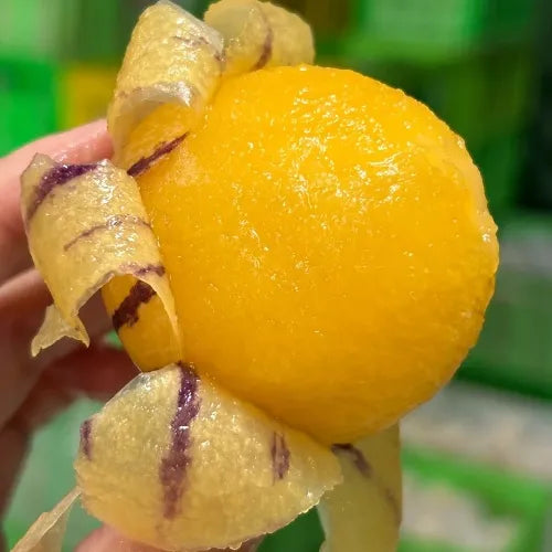 🌿✨ginseng fruit seeds: discover the power of nature in your garden! 🔥free 100 grams organic pot mix🔥