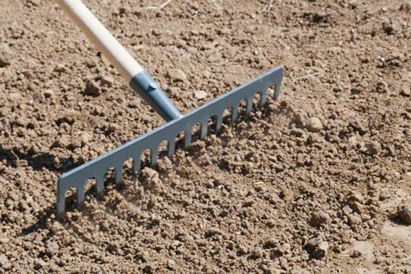 🌱 special grass seeds | 🔥buy 1 get 1 free🔥