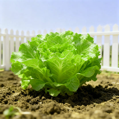 🌱 Grow Your Own Italian Lettuce from Seed — Crisp, Sweet & Easy to Harvest 🌿🌟 Free Organic Pot Mix 100 Grams