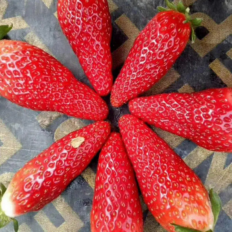 🍌🍓 banana-strawberry seeds – the sweet tropical flavor in your garden 🌿🌟 free organic pot mix 100 grams