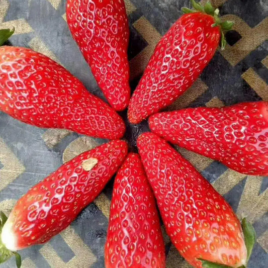 🍌🍓 Banana-Strawberry Seeds – The Sweet Tropical Flavor in Your Garden 🌿🌟 Free Organic Pot Mix 100 Grams