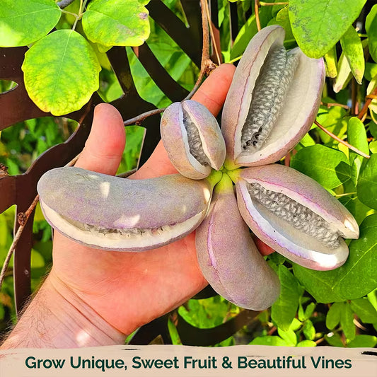 🌿Chocolate Vine Plant Seeds, Akebia Quinata Seeds, Akebia Plant for Outdoor Garden | 🔥Buy 1 Get 1 Free🔥