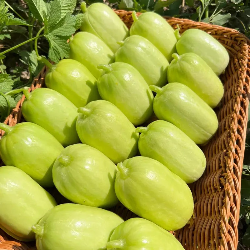 🥒Jade Girl Cucumber🎊Mini Little Cucumber Seeds🪴Four Seasons Balcony Pot Planting Vegetables