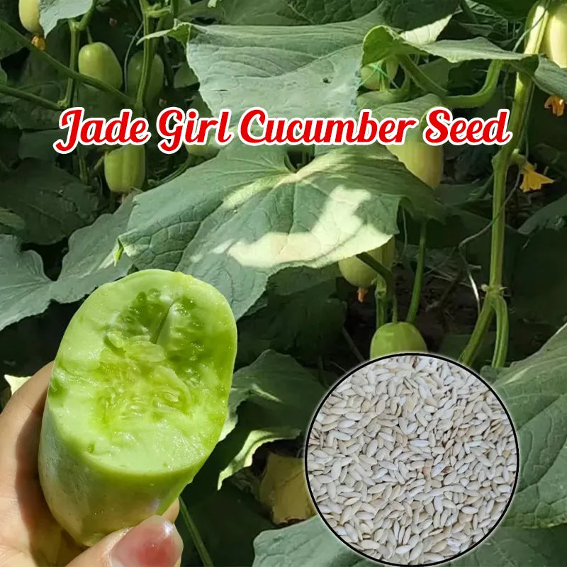 🥒Jade Girl Cucumber🎊Mini Little Cucumber Seeds🪴Four Seasons Balcony Pot Planting Vegetables