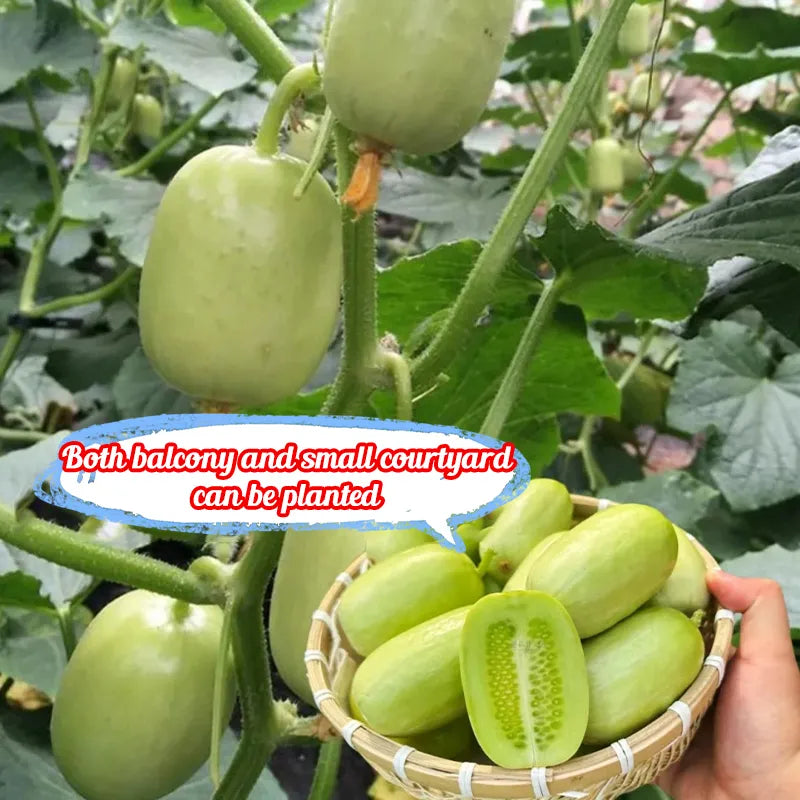 🥒Jade Girl Cucumber🎊Mini Little Cucumber Seeds🪴Four Seasons Balcony Pot Planting Vegetables