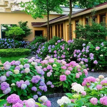 🌈Mix Hydrangea Seeds - Beautiful and Hardy Perennial Flowers for Your Garden🔥BUY 1 GET 1 FREE! 🔥🌱🌺