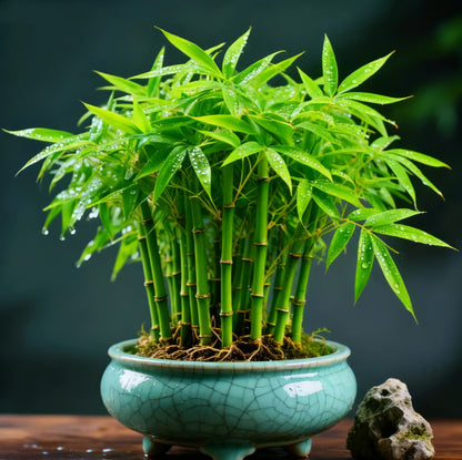 🏆Evergreen Lucky Bamboo Seeds | 🔥Buy 1 Get 1 Free🔥