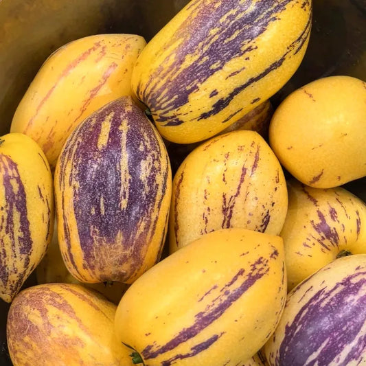 🌿✨Ginseng fruit seeds: Discover the power of nature in your garden! 🔥Free 100 grams Organic Pot mix🔥