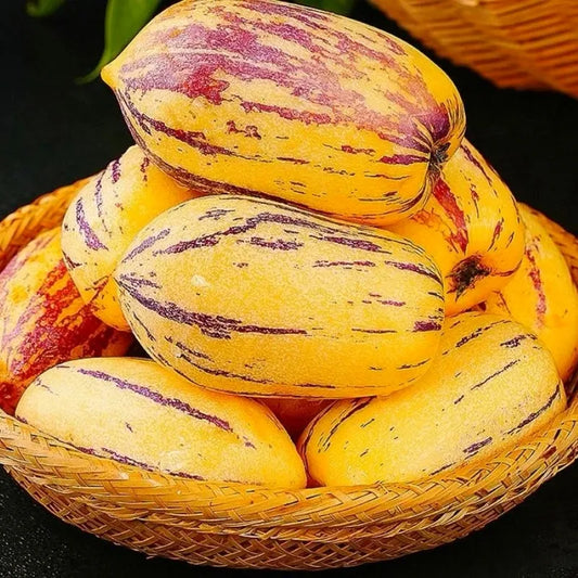 🌿✨Ginseng fruit seeds: Discover the power of nature in your garden! 🔥Free 100 grams Organic Pot mix🔥