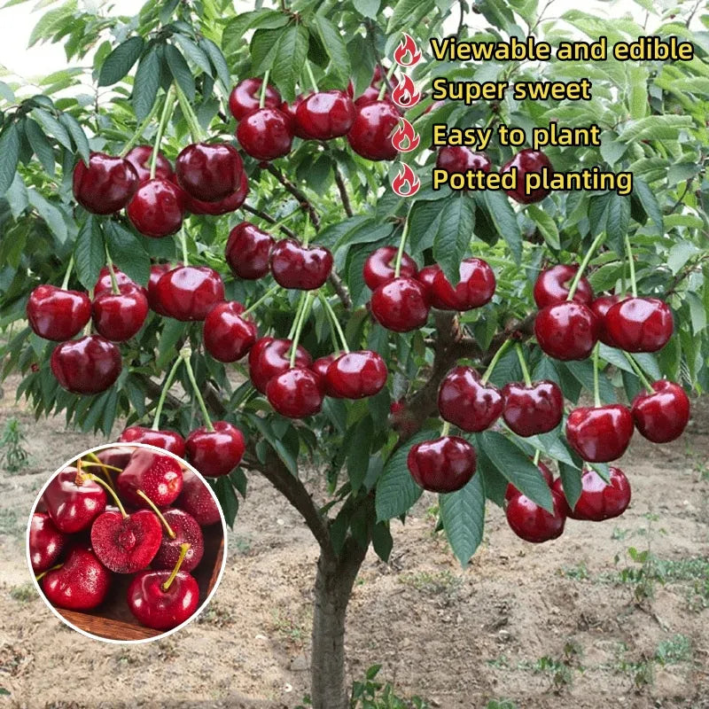 ✨top grade & productive – chilean cherry seeds direct from origin🌱🔥buy 1 get 1 free! 🔥🌱