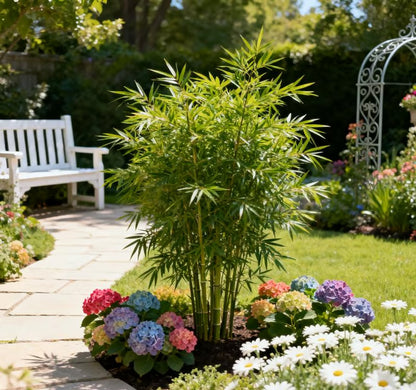 🏆Evergreen Lucky Bamboo Seeds | 🔥Buy 1 Get 1 Free🔥