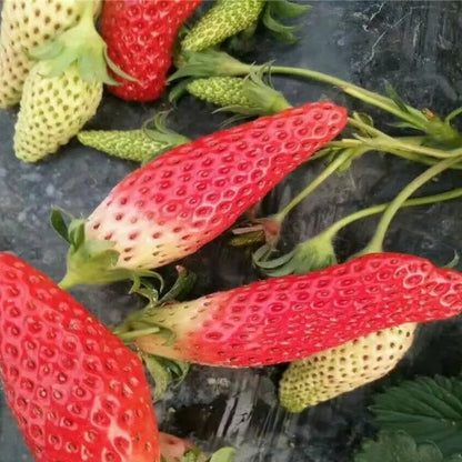 🍌🍓 Banana-Strawberry Seeds – The Sweet Tropical Flavor in Your Garden 🌿🌟 Free Organic Pot Mix 100 Grams
