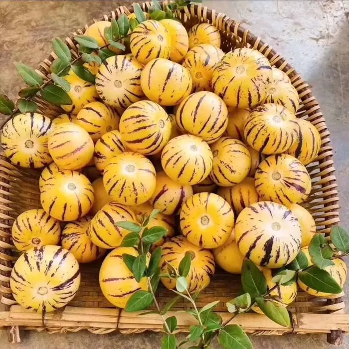 🌿✨ginseng fruit seeds: discover the power of nature in your garden! 🔥free 100 grams organic pot mix🔥