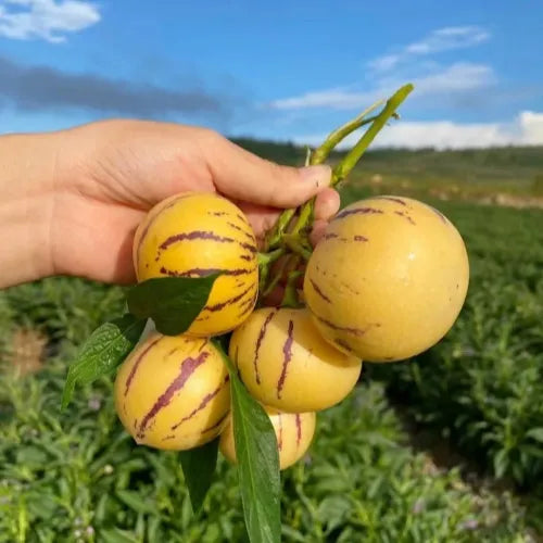 🌿✨ginseng fruit seeds: discover the power of nature in your garden! 🔥free 100 grams organic pot mix🔥