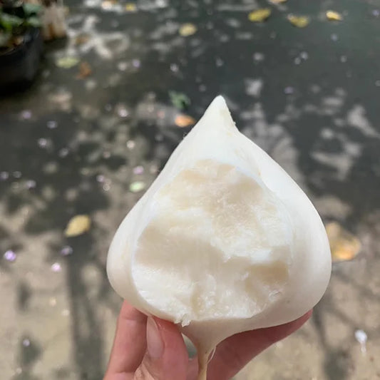 MUMA MOUNTAIN SWEET POTATO SEEDS | 🔥Buy 1 Get 1 Free🔥