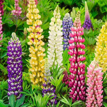 🔥Last Day 49% OFF💝🌸🌸Premium Lupine Flower Seeds（High Yield）100 Grams Organic Pot Mix Free🌸🌸💝