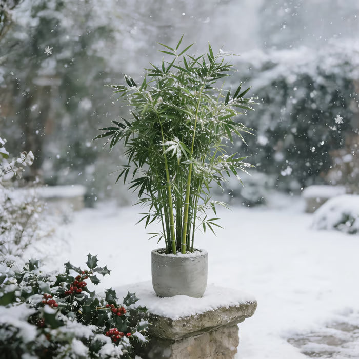 🏆evergreen lucky bamboo seeds | 🔥buy 1 get 1 free🔥