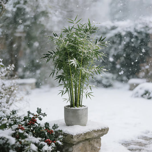 🏆Evergreen Lucky Bamboo Seeds | 🔥Buy 1 Get 1 Free🔥