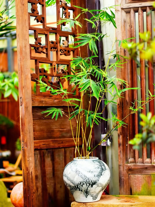 🏆Evergreen Lucky Bamboo Seeds | 🔥Buy 1 Get 1 Free🔥