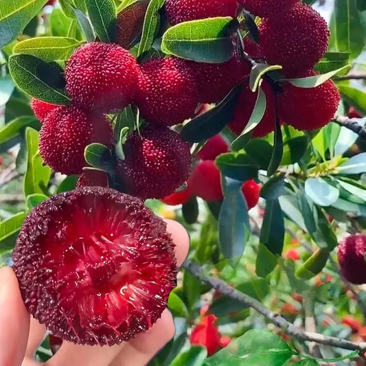 GIANT BAYBERRY SEEDS: PING-PONG BALL SIZE, ⭐STRAWBERRY-CHERRY FUSION FLAVOR | 🔥Buy 1 Get 1 Free🔥