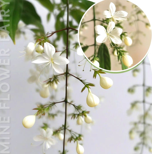 🌸Winter-Friendly Hanging Jasmine Seeds—Dreamy Indoor Flower🌿🌸❄️ BUY 1 GET 1 FREE! ❄️🌸