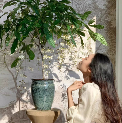 🌸Winter-Friendly Hanging Jasmine Seeds—Dreamy Indoor Flower🌿🌸❄️ BUY 1 GET 1 FREE! ❄️🌸