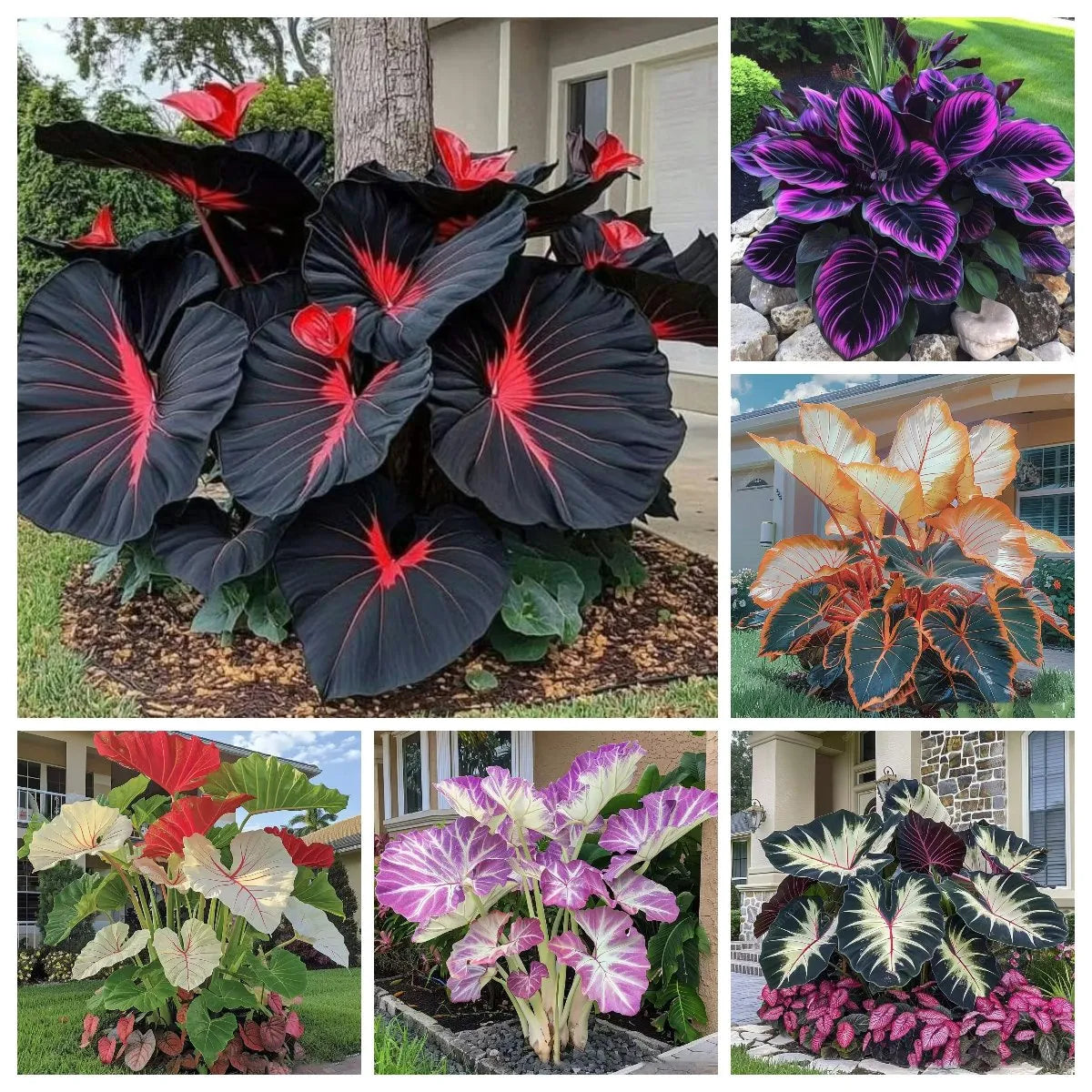 🎁2025 special offer🔥🖤flame black red rare hosta flower seeds🔥buy 1 get 1 free! 🔥