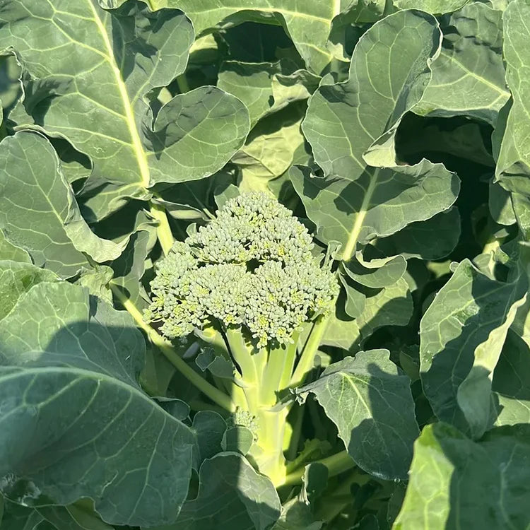 🌱 broccoli rabe seeds – harvest tender shoots in just 30 days + 100 grams organic pot mix free