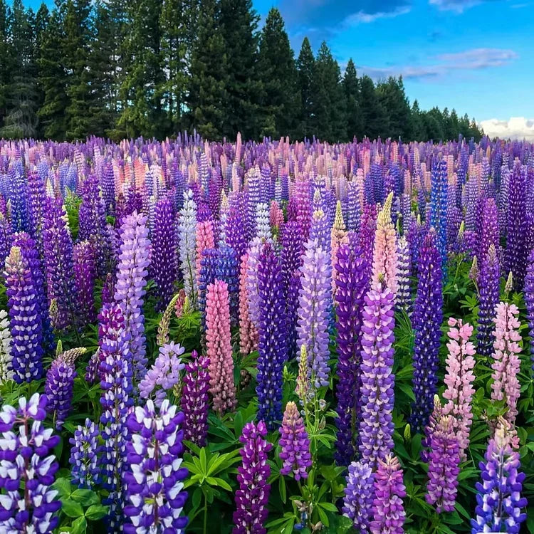 🔥last day 49% off💝🌸🌸premium lupine flower seeds（high yield）100 grams organic pot mix free🌸🌸💝