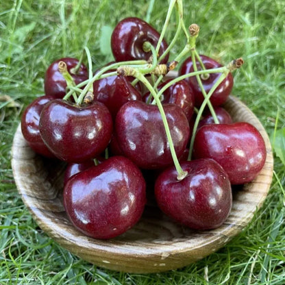 ✨Top Grade & Productive – Chilean Cherry Seeds Direct from Origin🌱🔥BUY 1 GET 1 FREE! 🔥🌱