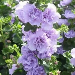 🌺double hollyhock seeds – fall & winter planting, perennial blooms & stunning garden elegance 🍂