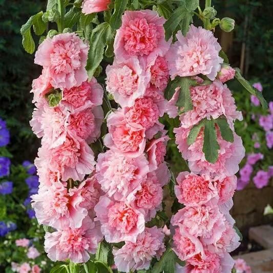 🌺double hollyhock seeds – fall & winter planting, perennial blooms & stunning garden elegance 🍂
