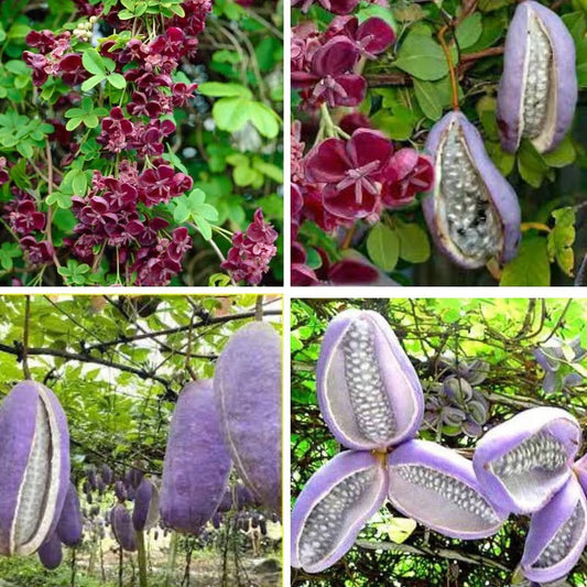 🌿Chocolate Vine Plant Seeds, Akebia Quinata Seeds, Akebia Plant for Outdoor Garden | 🔥Buy 1 Get 1 Free🔥