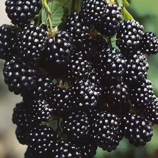 🍇Sweet Blackberry Seeds- a delicious and convenient new choice🍇🔥Buy 1 Get 1 Free🔥