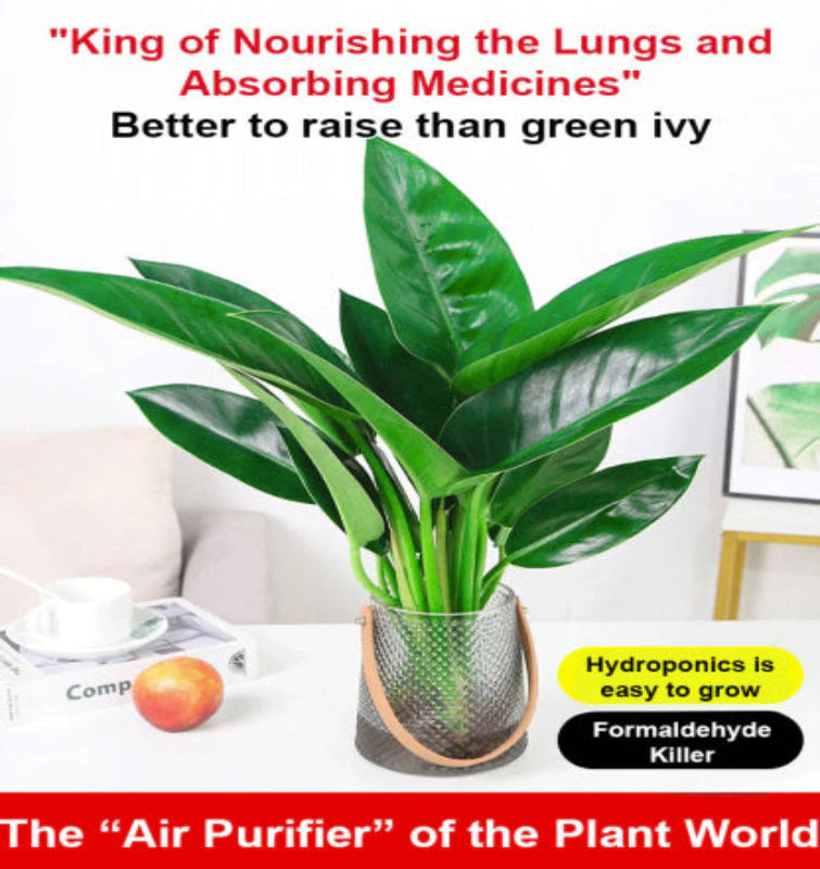 【 lung nourishing drug king 】 golden diamond green plant seeds + 100 grams organic pot mix free