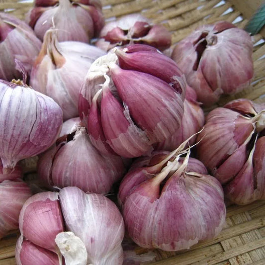 ✨🌐Single Clove Garlic: Bold Flavor, Healthy Choice!🌐 🔥BUY 1 GET 1 FREE! 🔥