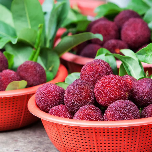 GIANT BAYBERRY SEEDS: PING-PONG BALL SIZE, ⭐STRAWBERRY-CHERRY FUSION FLAVOR | 🔥Buy 1 Get 1 Free🔥