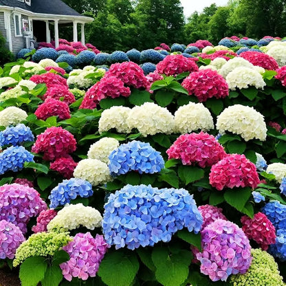 🌈Mix Hydrangea Seeds - Beautiful and Hardy Perennial Flowers for Your Garden🔥BUY 1 GET 1 FREE! 🔥🌱🌺